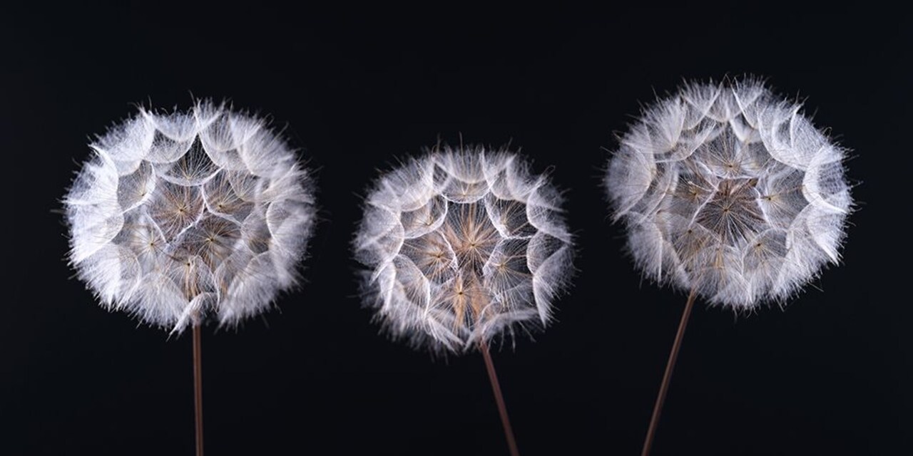Dandelion Clock on black background Poster Print by Assaf Frank # AF20190825030